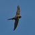 African Palm-Swift